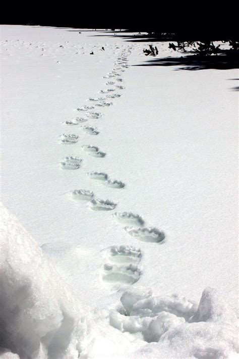 5 Ways Bear Tracks Helps Um Students Succeed