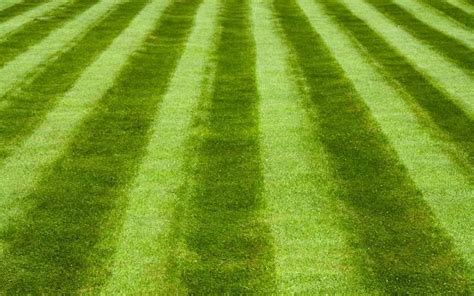 5 Ways To Achieve Pro-Grade Lawn Striping