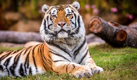 Tigers On The Field